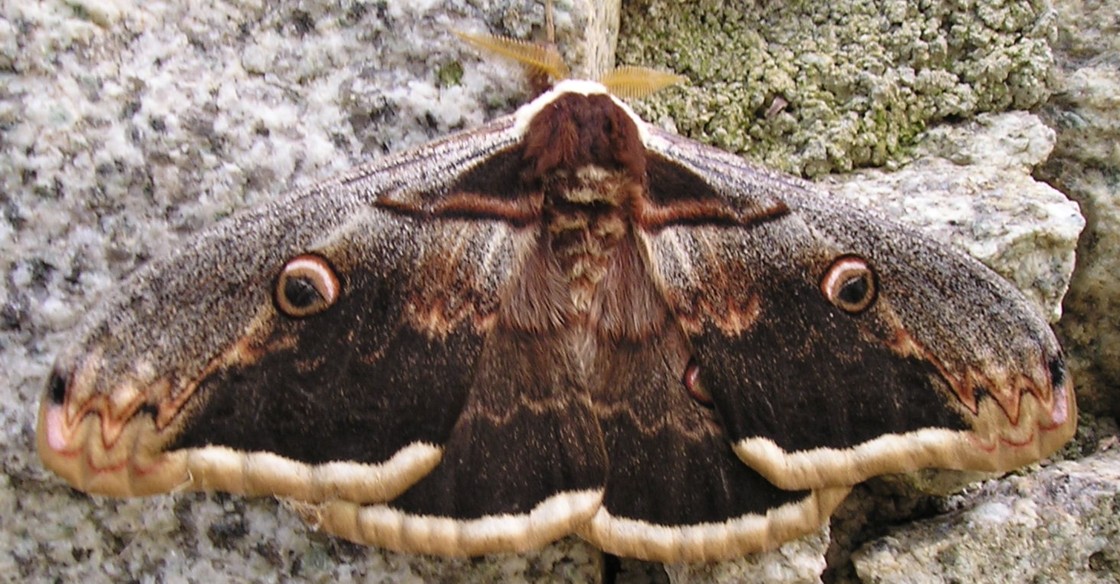 Maschio di Saturnia pyri